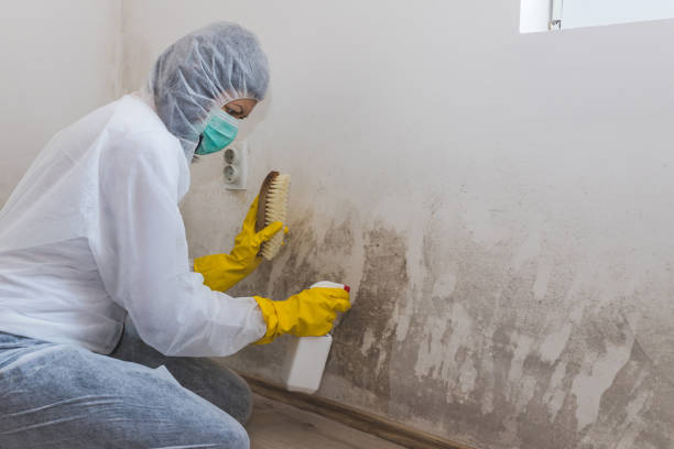 Best Professional Mold Removal  in North Redington Beach, FL