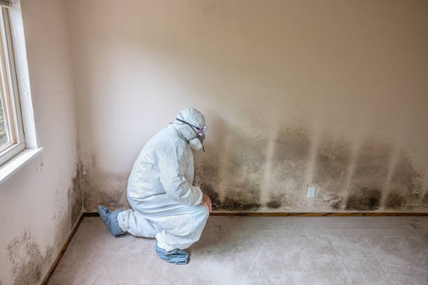 Best Mold Damage Repair  in North Redington Beach, FL